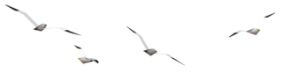 MM Seagull Model.png