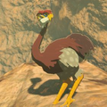 The Eldin Ostrich in the Hyrule Compendium from Breath of the Wild