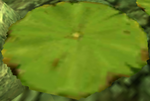 OoT3D Lily Pad Model.png