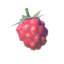 TotK Wildberry Icon.png