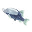 TotK Frozen Cave Fish Icon.png
