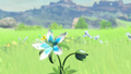 One of the flowers from Breath of the Wild's logo