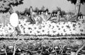 Link in Goponga Swamp from the Link's Awakening manga by Ataru Cagiva