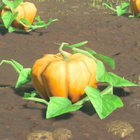 Fortified Pumpkin Normal: 191 (194) Master: 196 (199)