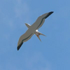 045 Seagull
