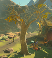 A Tree of the kind found in the Eldin Region from Breath of the Wild