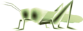 Male Grasshopper