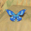 Winterwing Butterfly