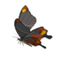 TotK Smotherwing Butterfly Icon.png
