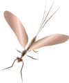 Female Golden Dayfly