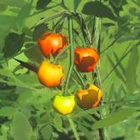 Hylian Tomato No. 207