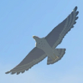Islander Hawk