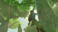 Link climbing a Tree from Breath of the Wild