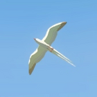 Cloud Seagull No. 049
