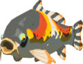 Sanke Carp