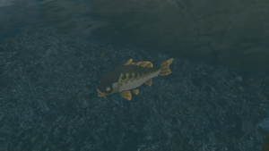 TotK Hyrule Compendium Mighty Carp Picture.png