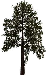 Tree model from Majora's Mask 3D