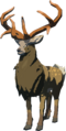 Mountain Buck