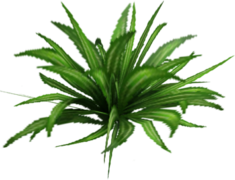 Grass