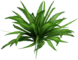 Grass