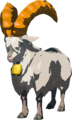 White Goat