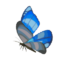 TotK Winterwing Butterfly Icon.png