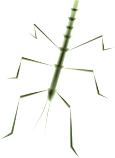 TP Male Phasmid Render.png