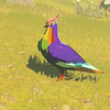 037 Rainbow Pigeon