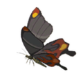 A Smotherwing Butterfly from Breath of the Wild