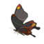 BotW Smotherwing Butterfly Icon.png