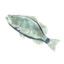 BotW Frozen Bass Icon.png