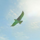 Islander Hawk Normal: 044 (044) Master: 044 (044)