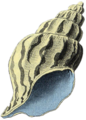 A Secret Seashell from Link's Awakening