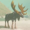 The Tabantha Moose as it appears in the Hyrule Compendium from Breath of the Wild