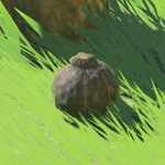 BotW Hyrule Compendium Hearty Truffle.png