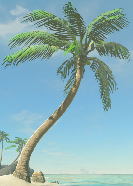 File:BotW Palm Tree Model.png