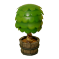 Decorative Shrub