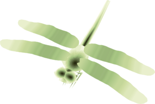 TP Male Dragonfly Render.png