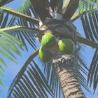 Palm Fruit No. 205