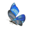 BotW Winterwing Butterfly Icon.png