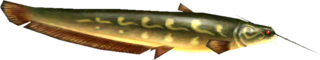 TP Ordon Catfish Model.png