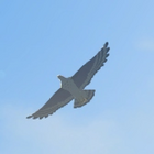 Islander Hawk No. 047