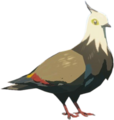Accented Pigeon