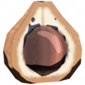 Chickaloo Tree Nut