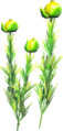 Hyrule Herb