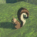 The Bushy-Tailed Squirrel as it appears in the Hyrule Compendium from Breath of the Wild