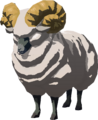 Highland Sheep