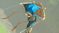 Promotional screenshot of the Paraglider with the Champion's Leathers Fabric from Tears of the Kingdom