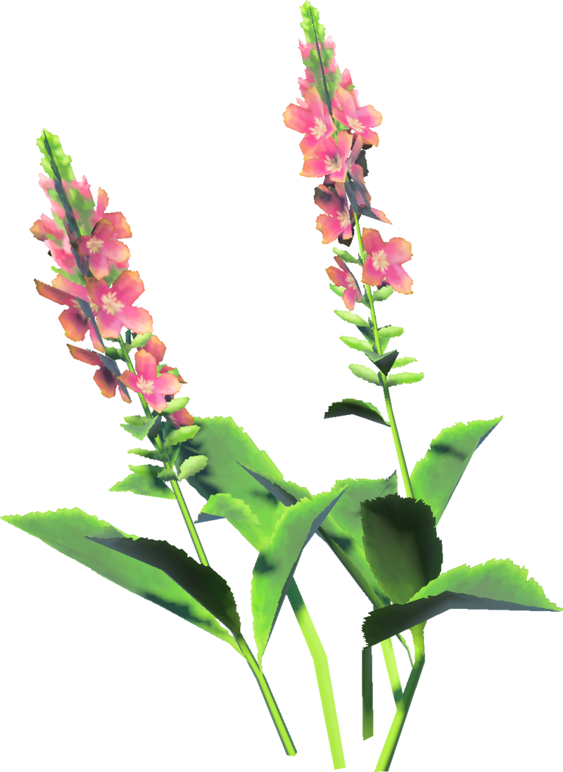 crispy wave plant Asplenium Nidus Houseplant Crispy Wave Fern main image 0