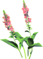 Warm Safflina
